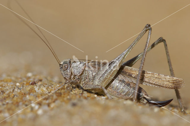 Intermediate Bush-cricket (Platycleis intermedia)