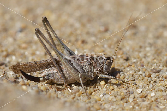 Intermediate Bush-cricket (Platycleis intermedia)