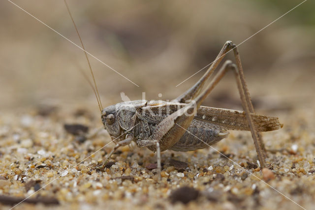 Intermediate Bush-cricket (Platycleis intermedia)