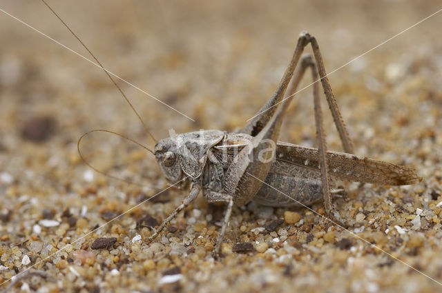 Intermediate Bush-cricket (Platycleis intermedia)