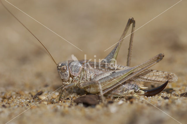 Intermediate Bush-cricket (Platycleis intermedia)