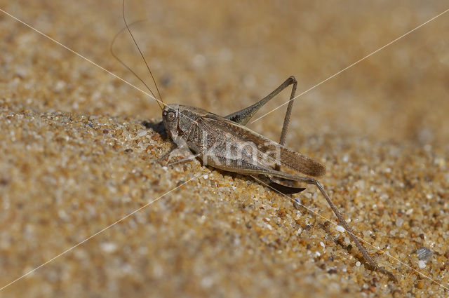 Intermediate Bush-cricket (Platycleis intermedia)