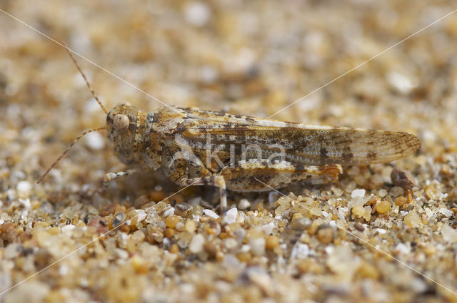 Kiezelsprinkhaan (Sphingonotus caerulans)