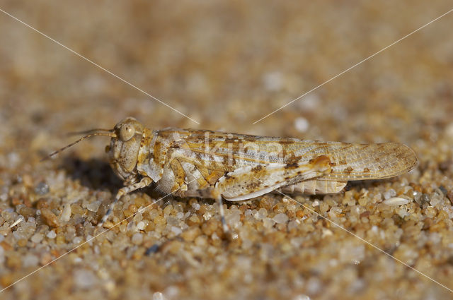 Kiezelsprinkhaan (Sphingonotus caerulans)