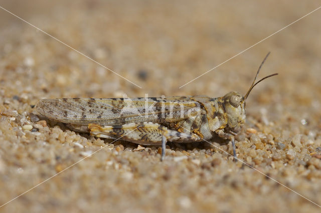 Kiezelsprinkhaan (Sphingonotus caerulans)