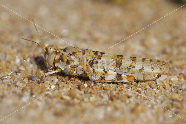 Kiezelsprinkhaan (Sphingonotus caerulans)