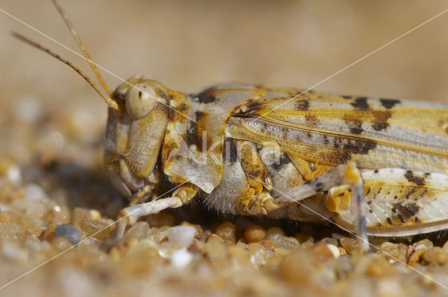 Kiezelsprinkhaan (Sphingonotus caerulans)