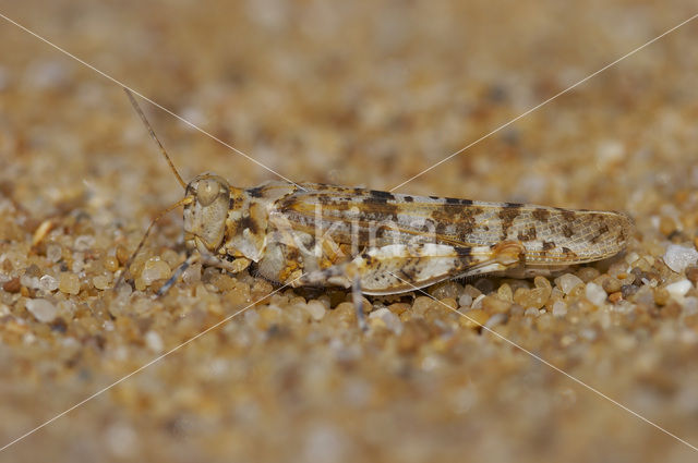 Kiezelsprinkhaan (Sphingonotus caerulans)