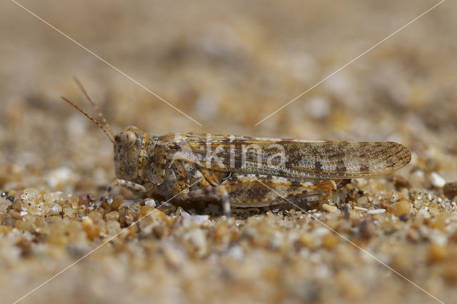 Kiezelsprinkhaan (Sphingonotus caerulans)