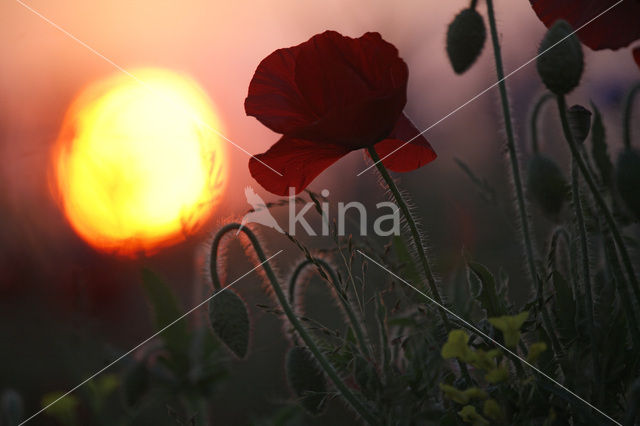 Poppy (Papaver spec.)