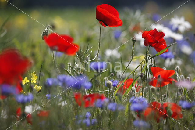 Klaproos (Papaver spec.)