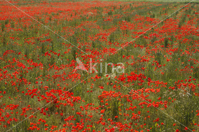 Klaproos (Papaver spec.)