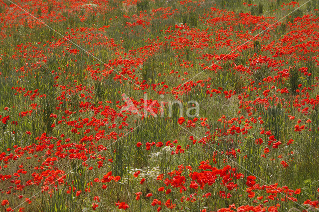 Klaproos (Papaver spec.)