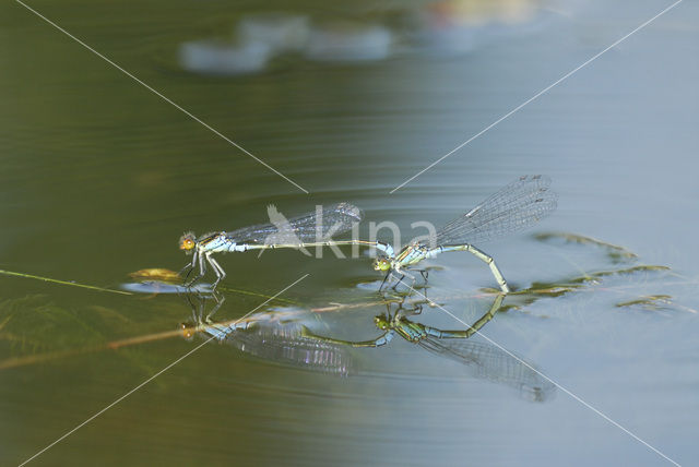 Kleine Roodoogjuffer (Erythromma viridulum)