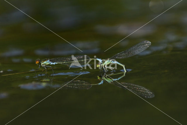 Kleine Roodoogjuffer (Erythromma viridulum)