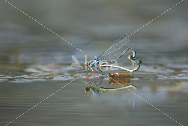 Kleine Roodoogjuffer (Erythromma viridulum)