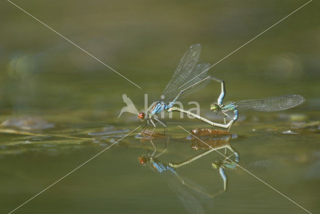 Kleine Roodoogjuffer (Erythromma viridulum)