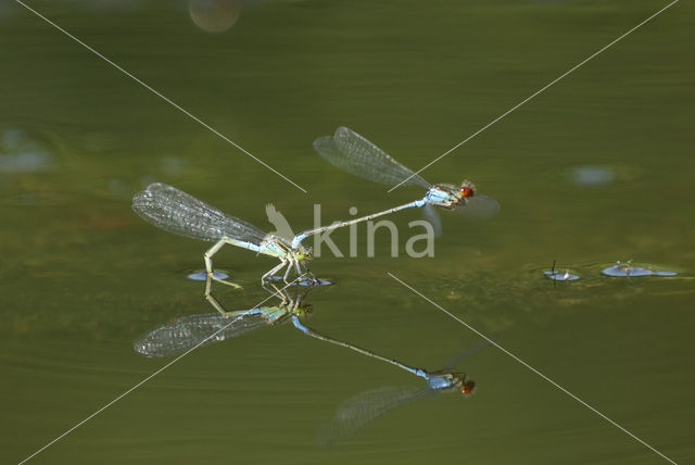 Kleine Roodoogjuffer (Erythromma viridulum)