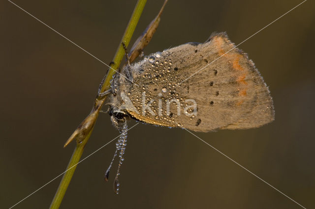 Kleine vuurvlinder (Lycaena phlaeas)