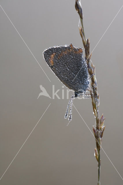 Kleine vuurvlinder (Lycaena phlaeas)