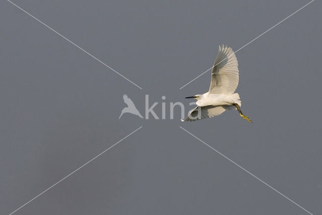 Little Egret (Egretta garzetta)