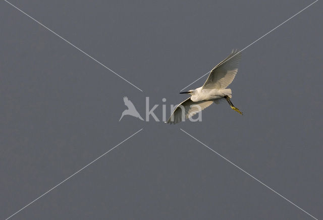 Kleine Zilverreiger (Egretta garzetta)