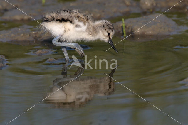 Pied Avocet (Recurvirostra avosetta)