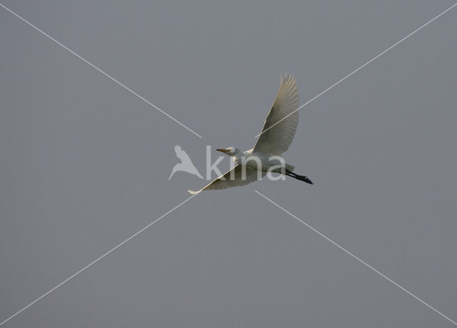 Koereiger (Bubulcus ibis)