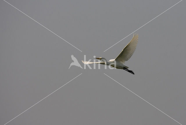 Koereiger (Bubulcus ibis)