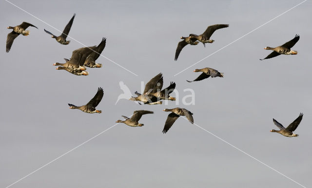 Kolgans (Anser albifrons)