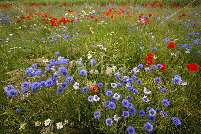 Korenbloem (Centaurea cyanus)