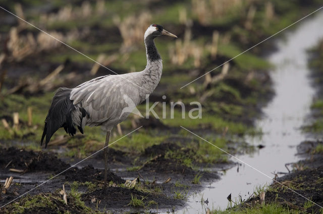 Kraanvogel (Grus grus)