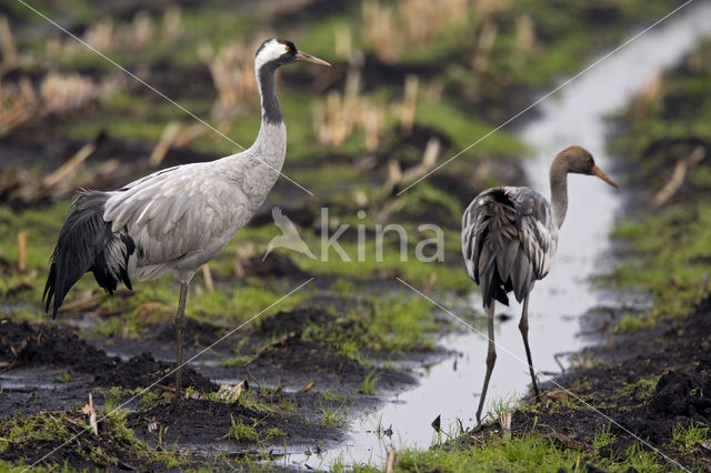 Kraanvogel (Grus grus)