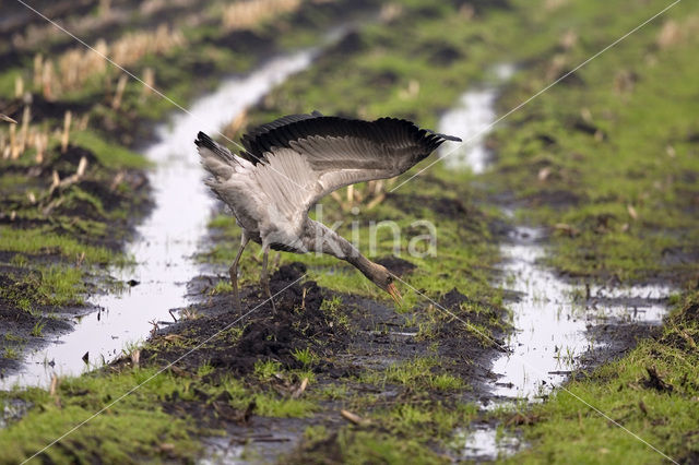 Kraanvogel (Grus grus)