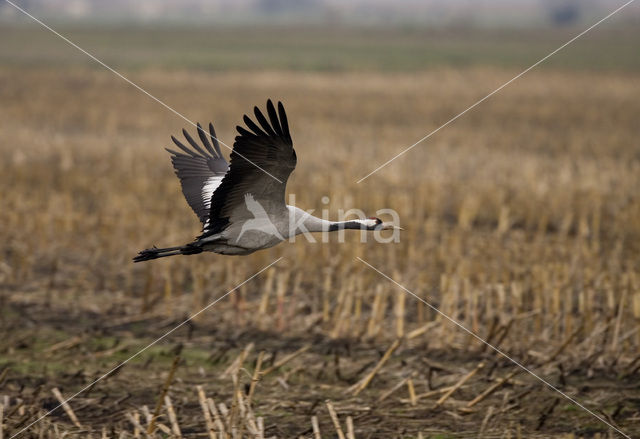 Kraanvogel (Grus grus)