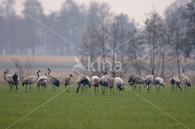 Kraanvogel (Grus grus)