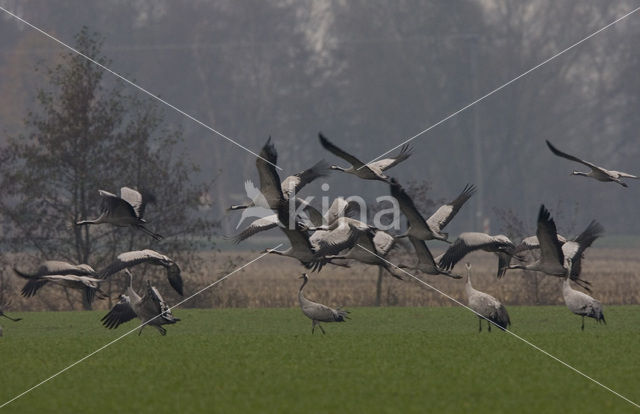 Kraanvogel (Grus grus)