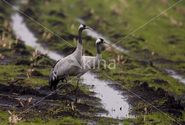 Kraanvogel (Grus grus)