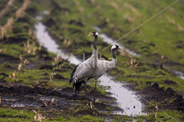 Kraanvogel (Grus grus)