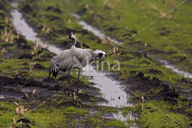 Kraanvogel (Grus grus)