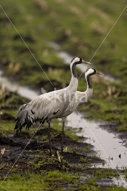 Kraanvogel (Grus grus)