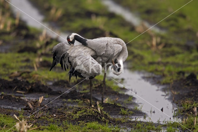 Kraanvogel (Grus grus)