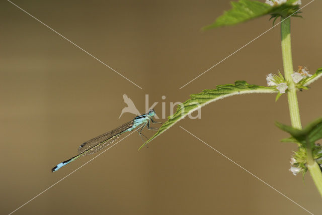 Lantaarntje (Ischnura elegans)