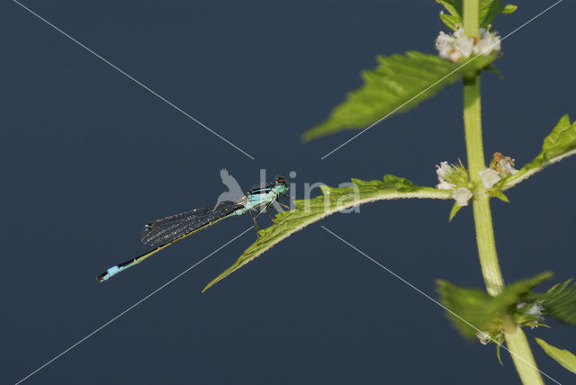 Lantaarntje (Ischnura elegans)