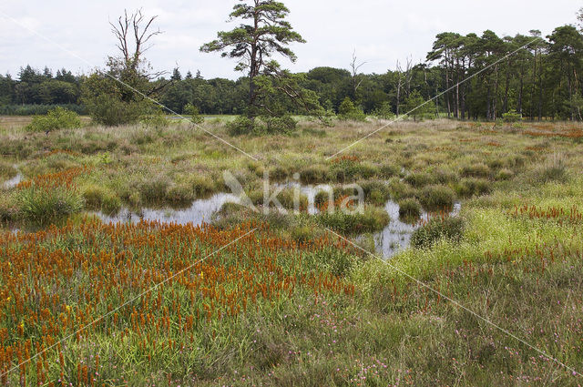 Leemputten Staverden