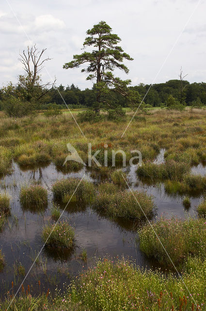 Leemputten Staverden