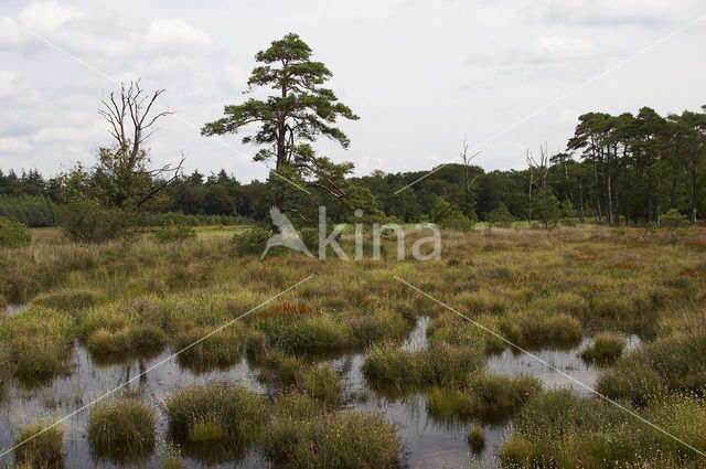 Leemputten Staverden