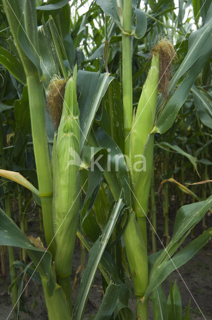 Mais (Zea mays)