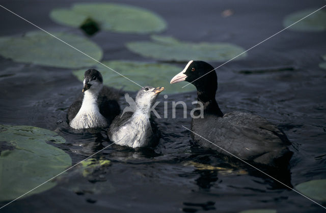 Meerkoet (Fulica atra)