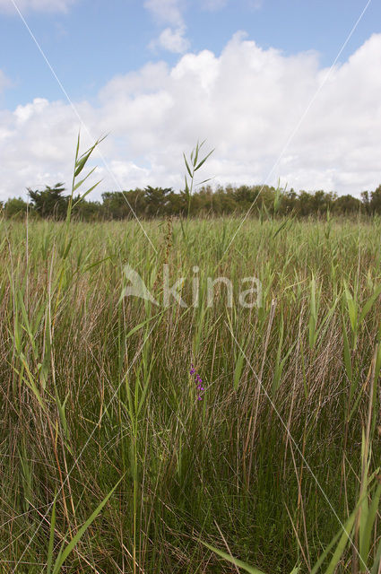 Marsh orchid (Orchis palustris)